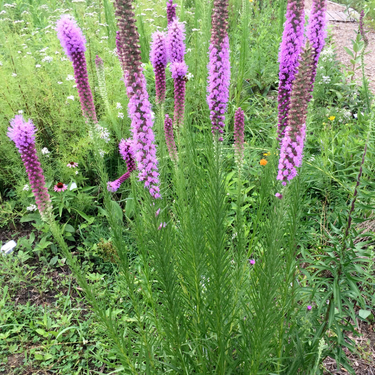 Blazingstar, Dense Blazingstar, Gayfeather Liatris Spicata